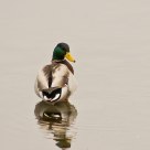 Stokkand / Mallard / Anas platyrhynchos